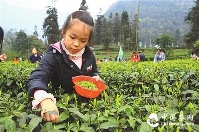 峨眉雪芽茶旅體驗游拉開(kāi)序幕