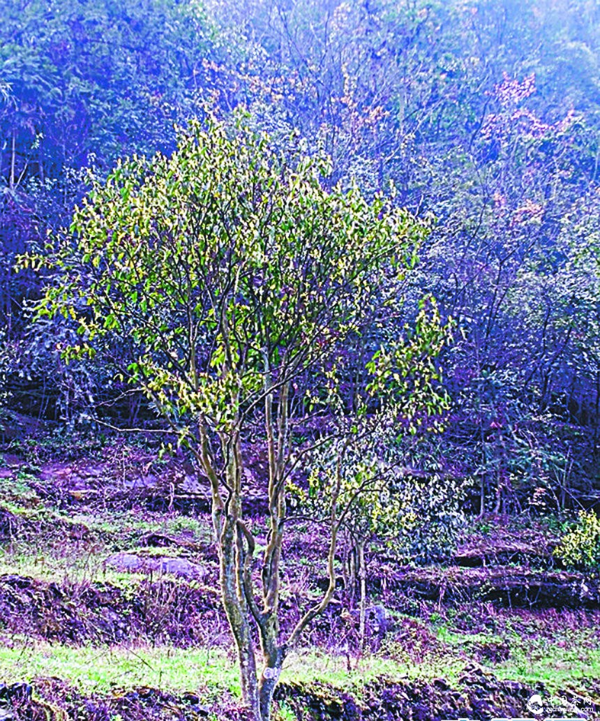 習水國家級自然保護區：千株古茶樹(shù) 藏在深山中