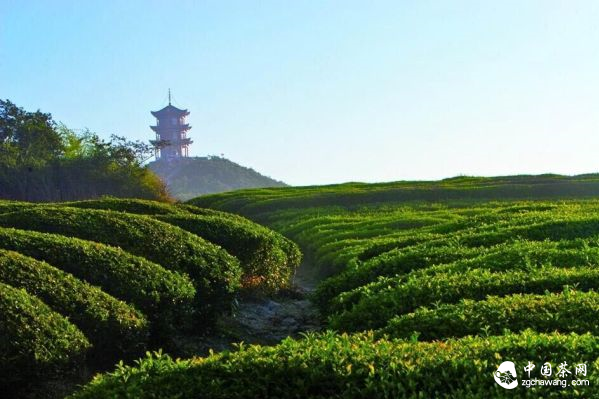 蒙頂山茶山茶園