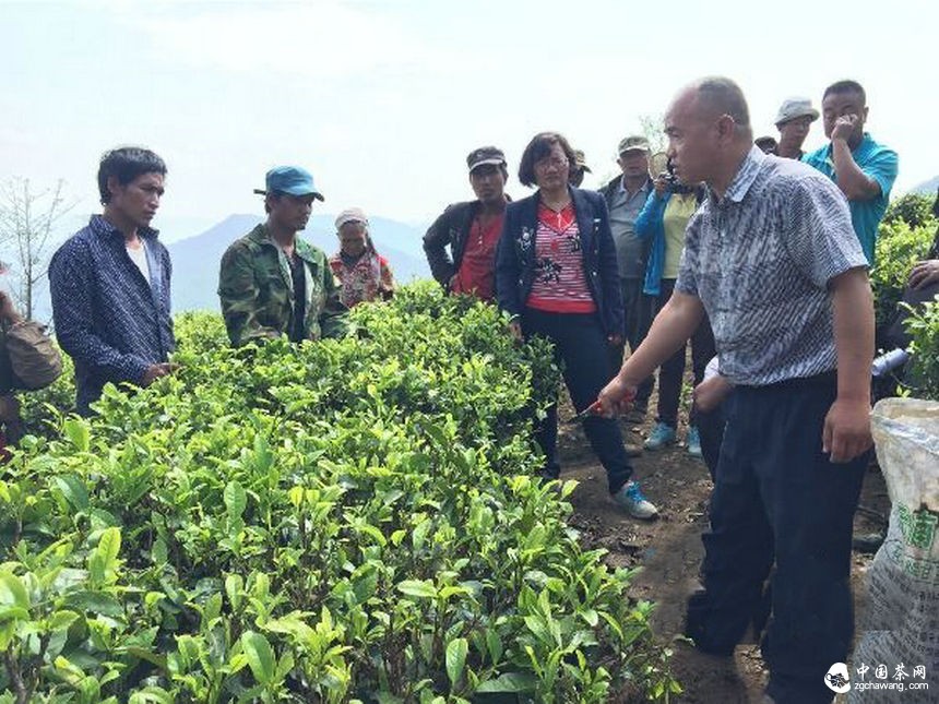 云南滄源：開展生態(tài)茶園培訓(xùn)讓茶業(yè)增產(chǎn)增質(zhì)