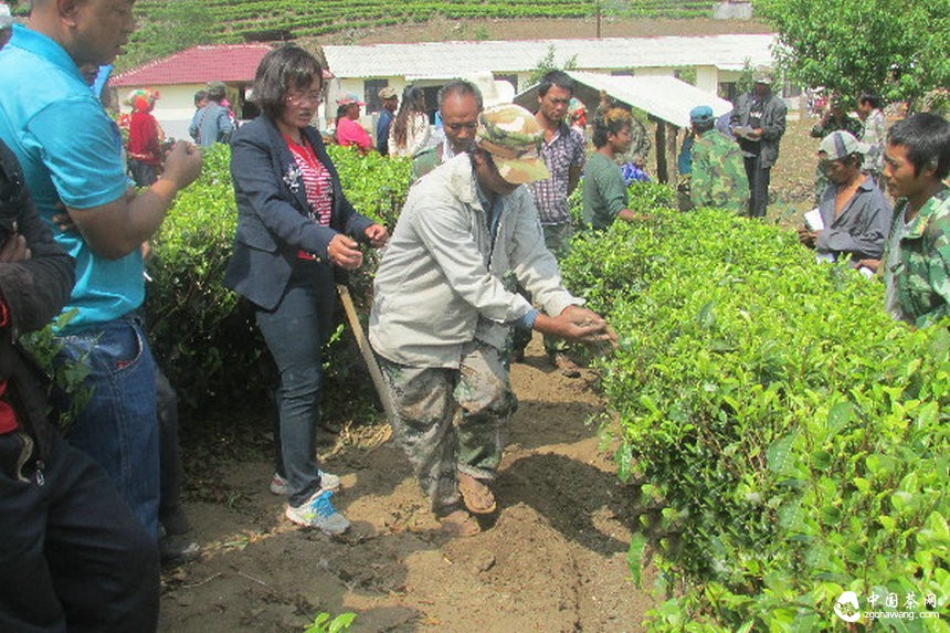 云南滄源：開展生態(tài)茶園培訓(xùn)讓茶業(yè)增產(chǎn)增質(zhì)
