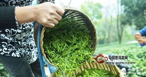 西湖龍井到底多少錢一斤？ 
