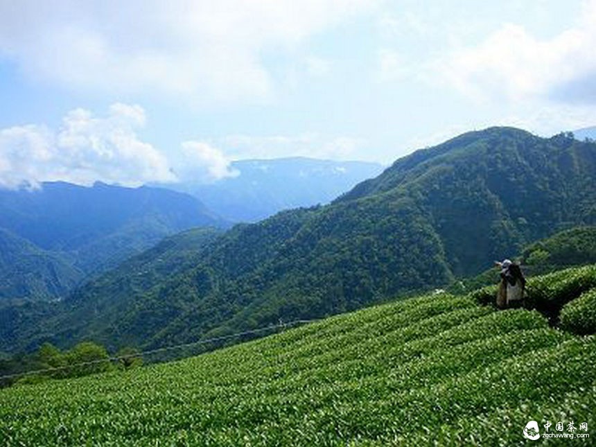 云南臨滄成最大紅茶生產(chǎn)基地 產(chǎn)量占全國(guó)20%