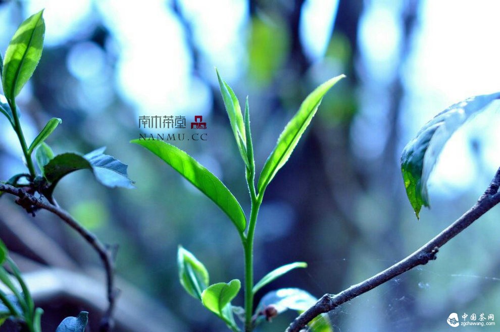如約&mdash;&mdash;相愛  穿梭在漫漫茶路上