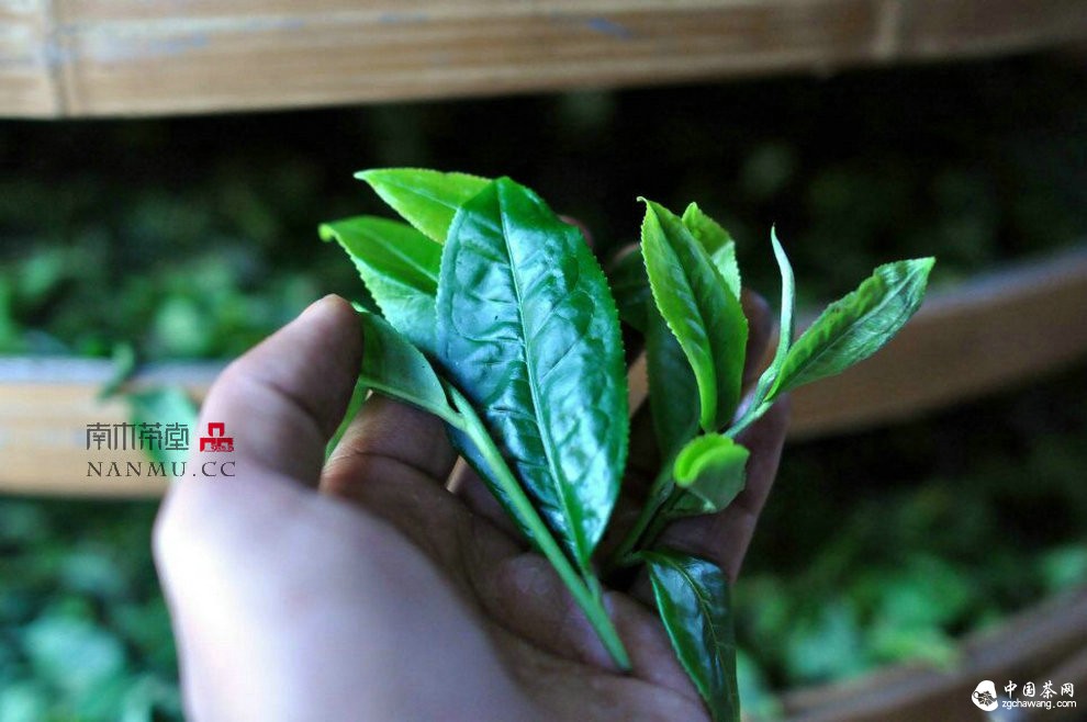 如約&mdash;&mdash;相愛  穿梭在漫漫茶路上