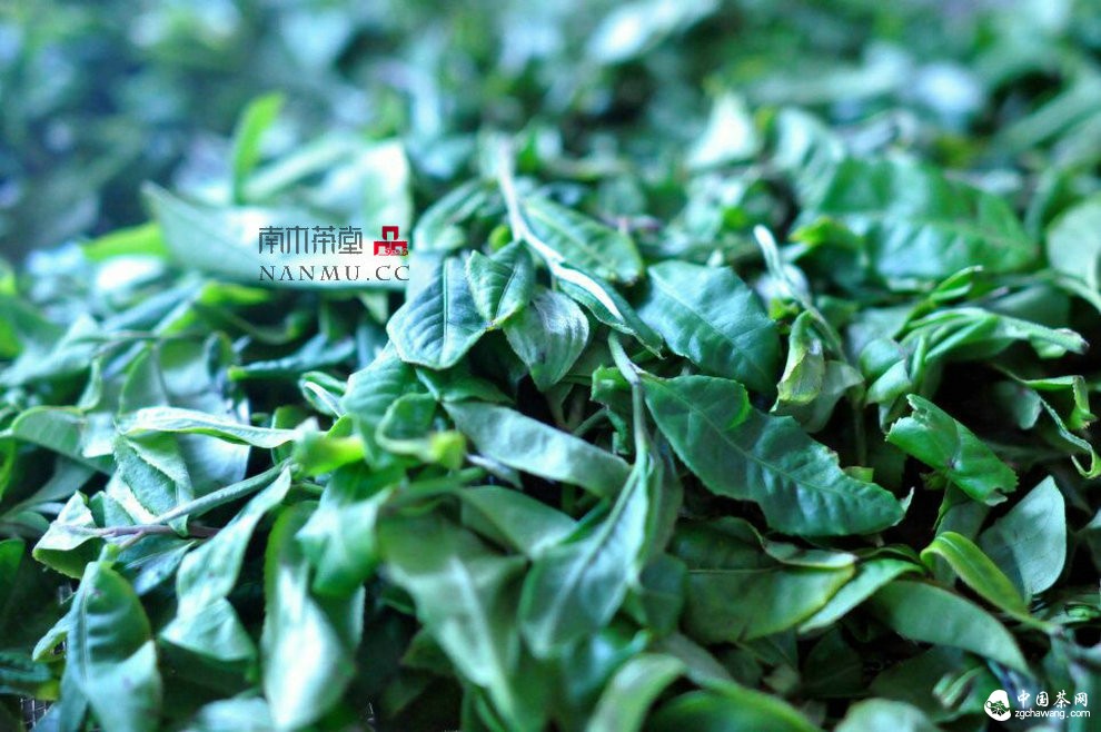 如約&mdash;&mdash;相愛  穿梭在漫漫茶路上