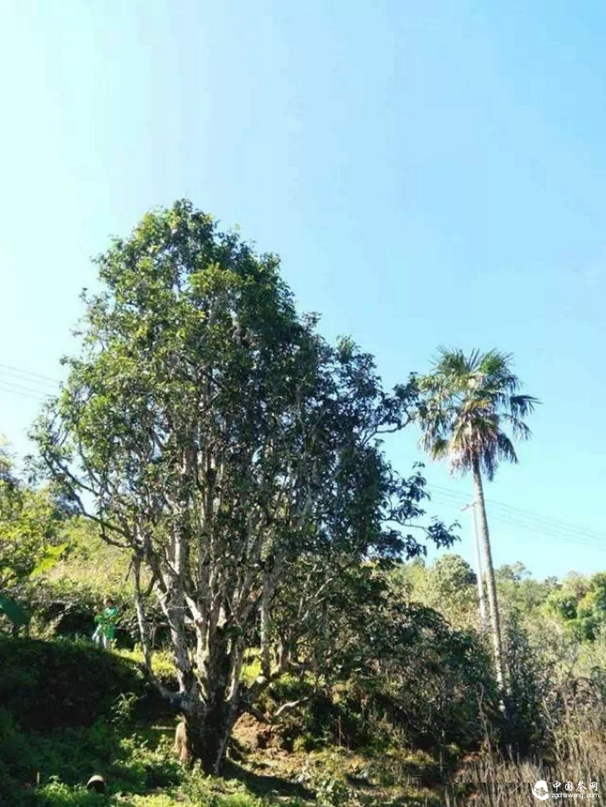 將老烏山建成“中國藤條茶之鄉(xiāng)”