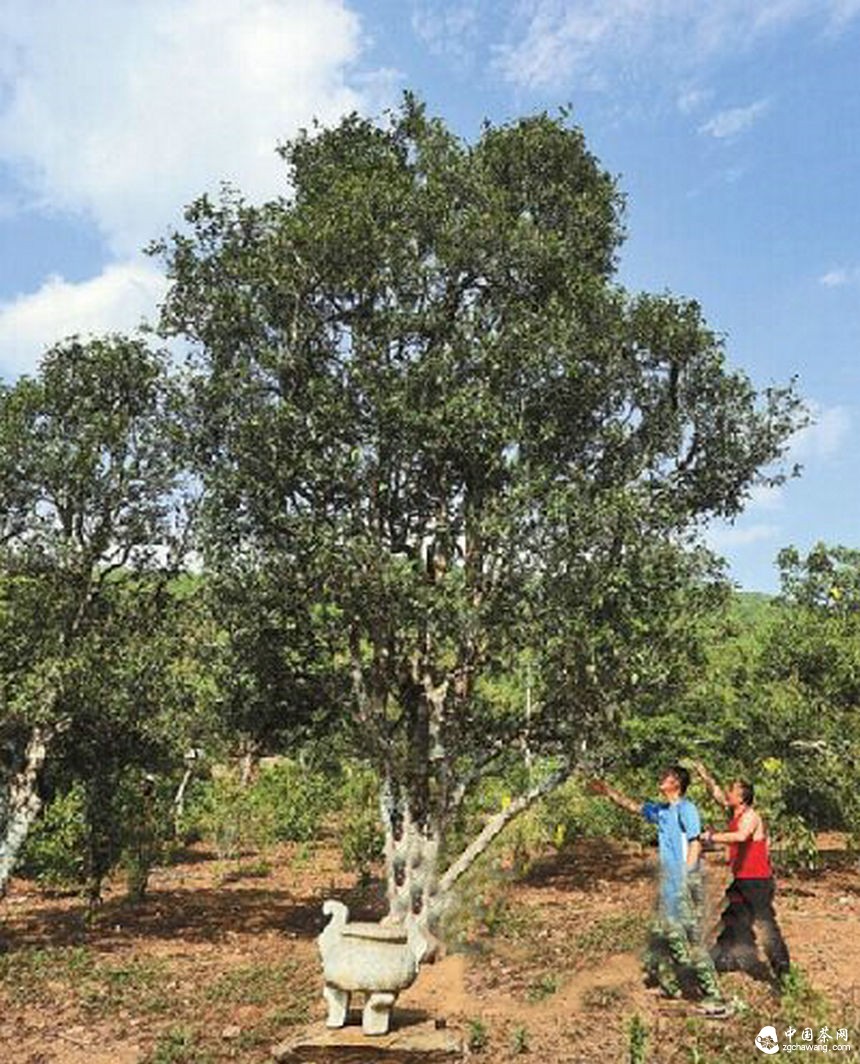 困鹿山老樹曬青茶每公斤上漲了約1000元