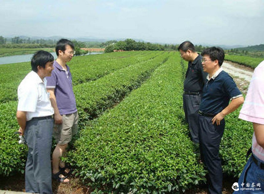 無錫：普洱茶價格大跳水 茶市競爭"短兵相接"