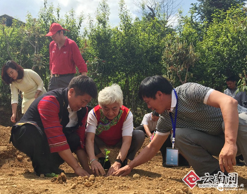云南鳳慶茶文化藝術(shù)節(jié)開幕 錦秀茶王茶品拍出35萬