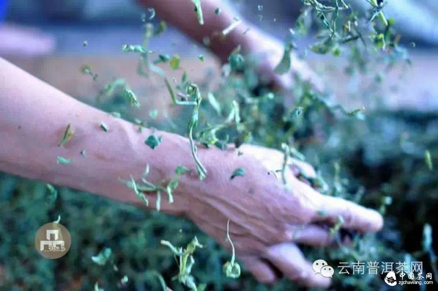 古樹紅茶采摘、加工、沖泡
