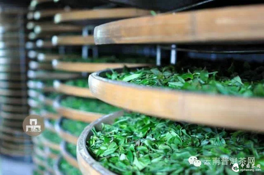 古樹紅茶采摘、加工、沖泡
