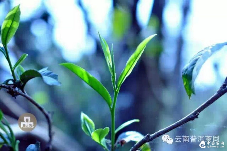 古樹紅茶采摘、加工、沖泡