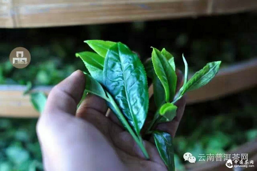 古樹紅茶采摘、加工、沖泡