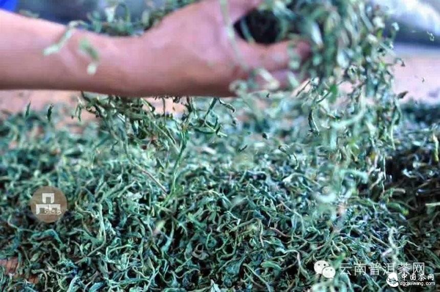 古樹紅茶采摘、加工、沖泡