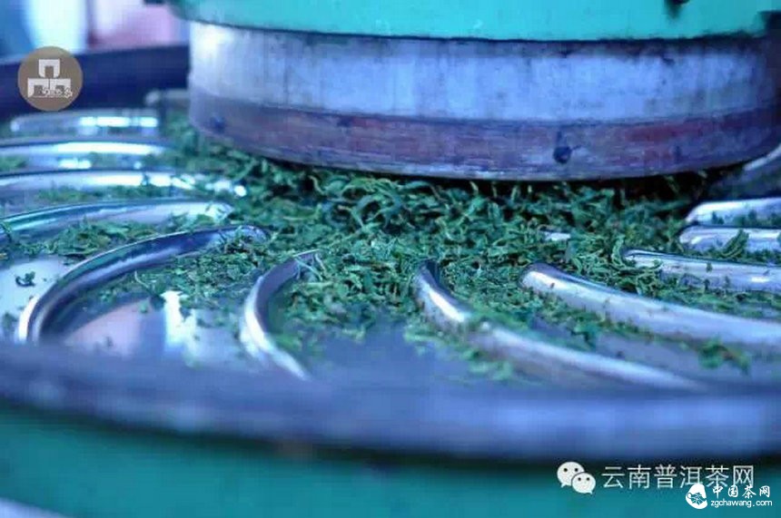 古樹紅茶采摘、加工、沖泡