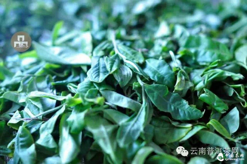 古樹紅茶采摘、加工、沖泡