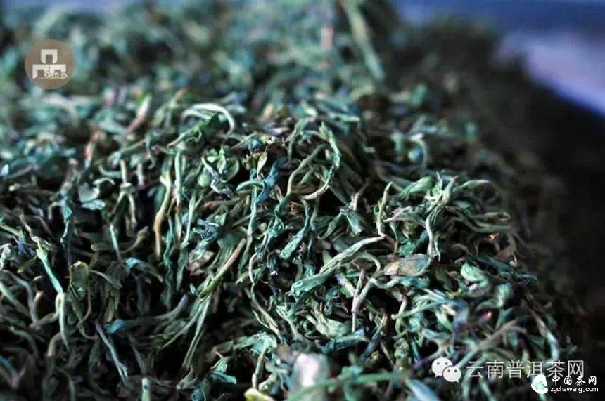 古樹紅茶采摘、加工、沖泡