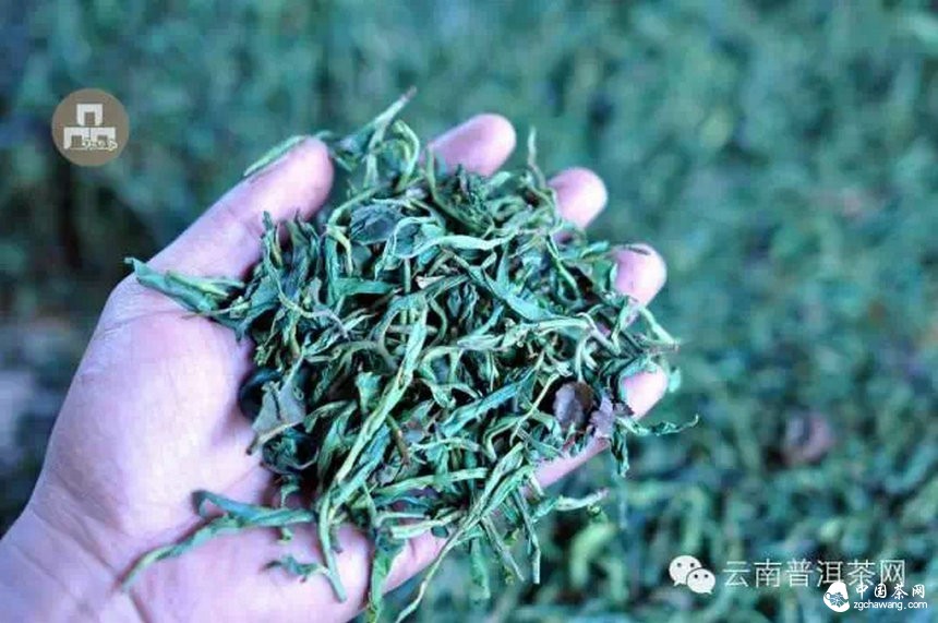 古樹紅茶采摘、加工、沖泡
