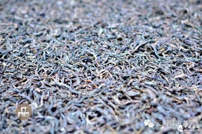 古樹紅茶采摘、加工、沖泡