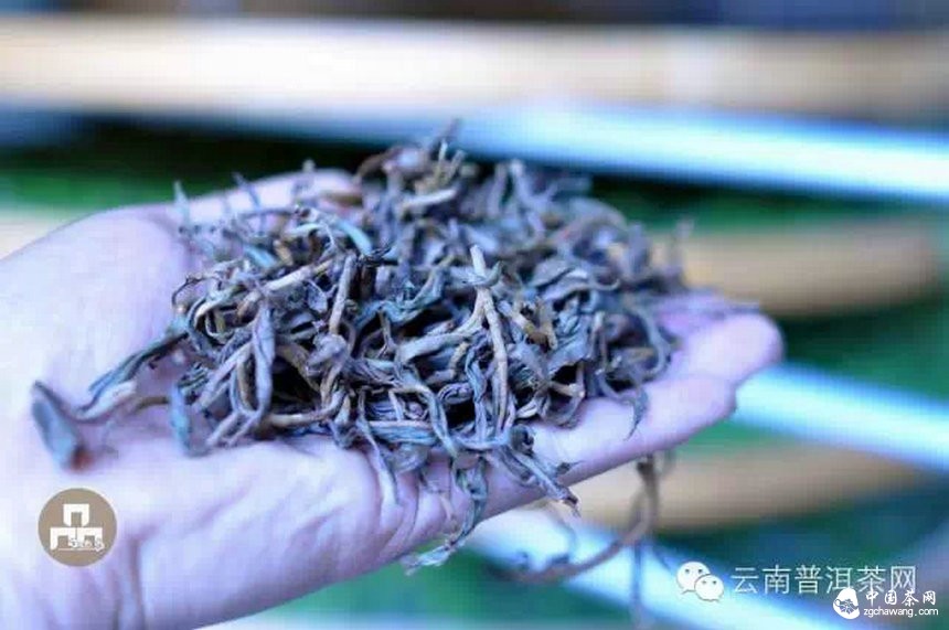 古樹紅茶采摘、加工、沖泡