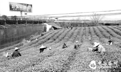 生態(tài)茶園開(kāi)園