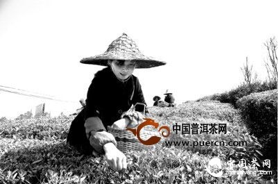 茶農(nóng)在采摘屯溪綠茶