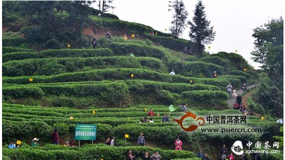 旅游，陽春三月到青城山采道茶