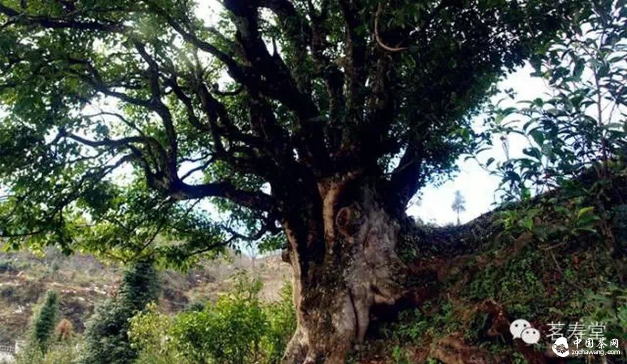 為什么說(shuō)古樹(shù)茶是最寶貴的資源？ 