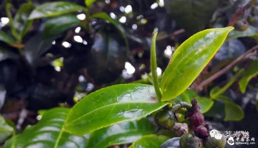 為什么說(shuō)古樹(shù)茶是最寶貴的資源？ 