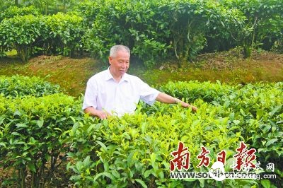 陳杖洲正在茶場里檢查茶樹的種植情況。譚笑