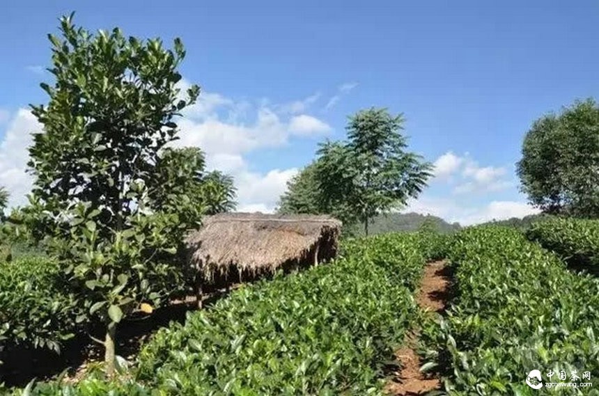 普洱茶的身份證：二維碼標(biāo)識(shí)可追溯系統(tǒng)