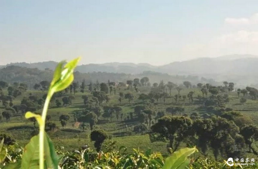 普洱茶的身份證：二維碼標(biāo)識(shí)可追溯系統(tǒng)