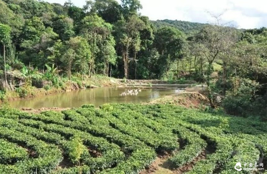 普洱茶的身份證：二維碼標(biāo)識(shí)可追溯系統(tǒng)