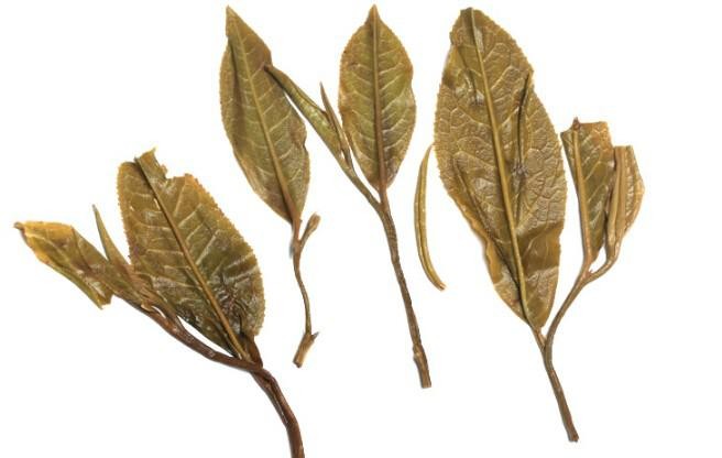 泡過的易武普洱茶葉