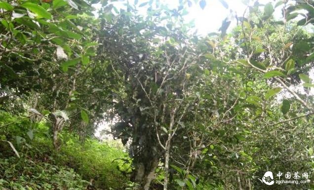易武(高山寨)高山村普洱茶樹(shù)