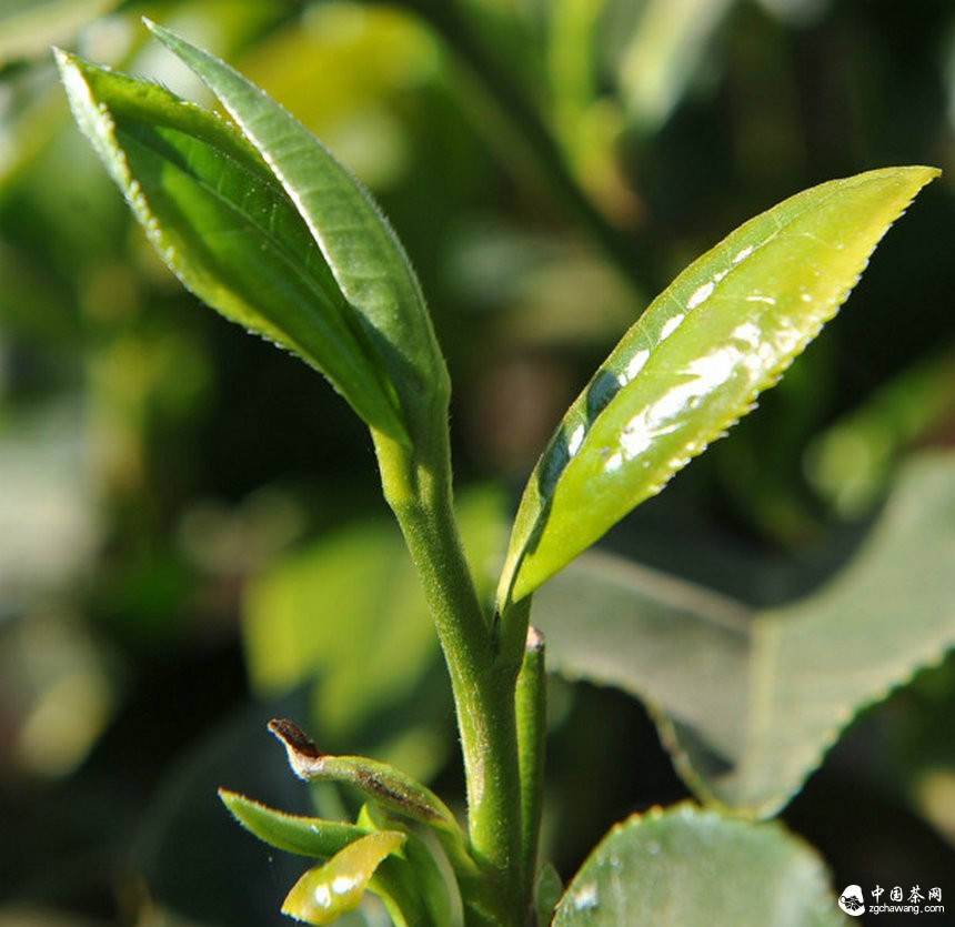 中國茶的用戶時代才剛開始