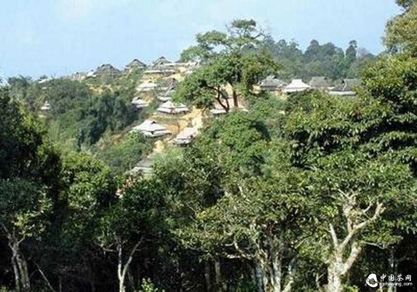 普洱茶投資分析:普及文化才能從根本上推動古樹茶的發(fā)展