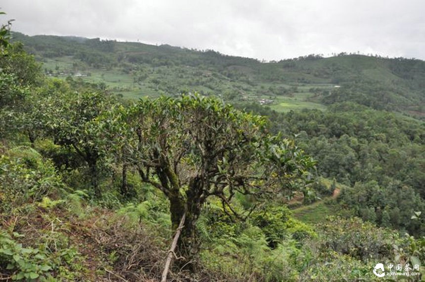 云南茶園應“低改” 打造“第二個景邁山”