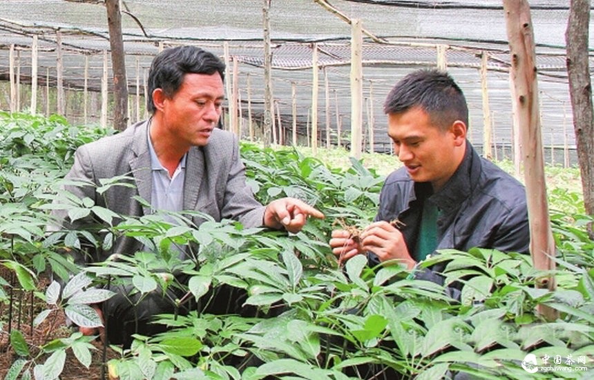 李德洪：茶山群眾的領(lǐng)路人