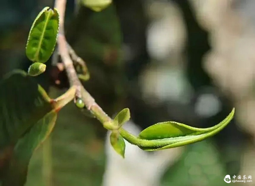 資金塑造了口感思維 莫讓宣傳成為全部