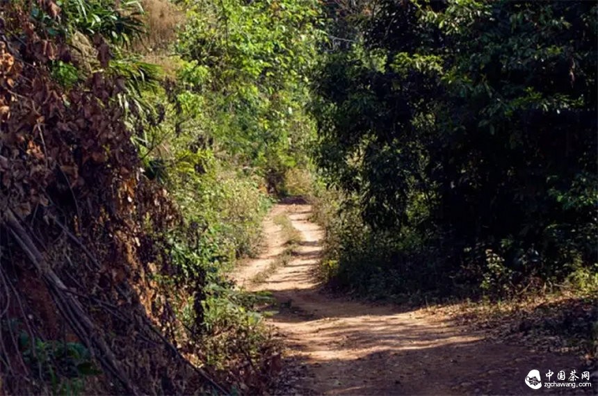 你認(rèn)為哪個(gè)山頭的普洱茶性價(jià)比最高？