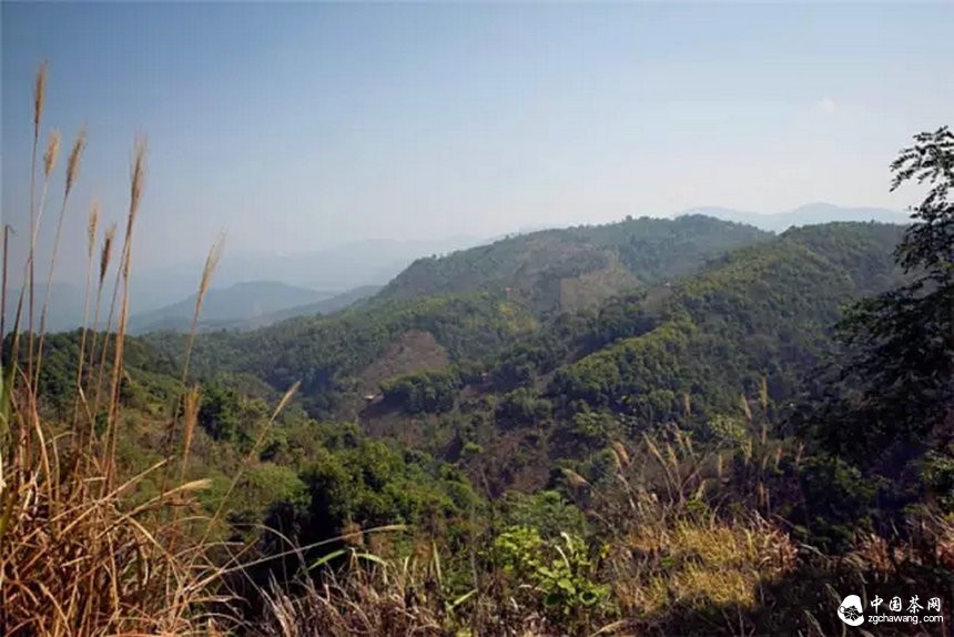 你認(rèn)為哪個(gè)山頭的普洱茶性價(jià)比最高？