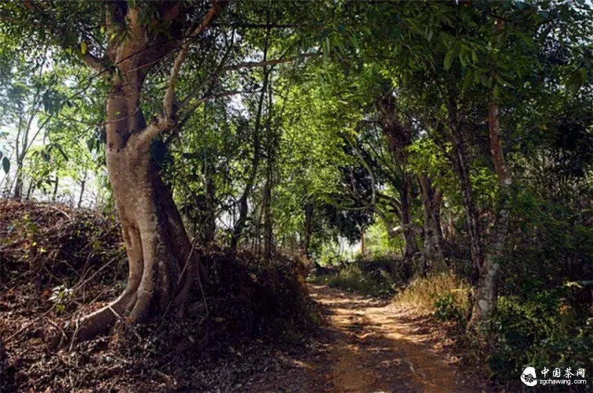 你認(rèn)為哪個(gè)山頭的普洱茶性價(jià)比最高？