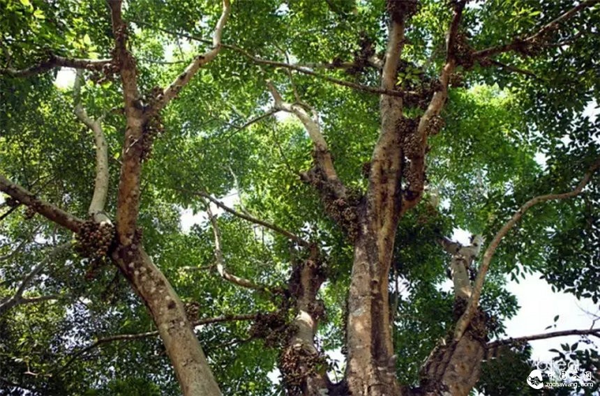 你認(rèn)為哪個(gè)山頭的普洱茶性價(jià)比最高？