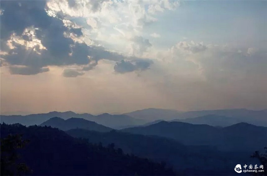 你認(rèn)為哪個(gè)山頭的普洱茶性價(jià)比最高？