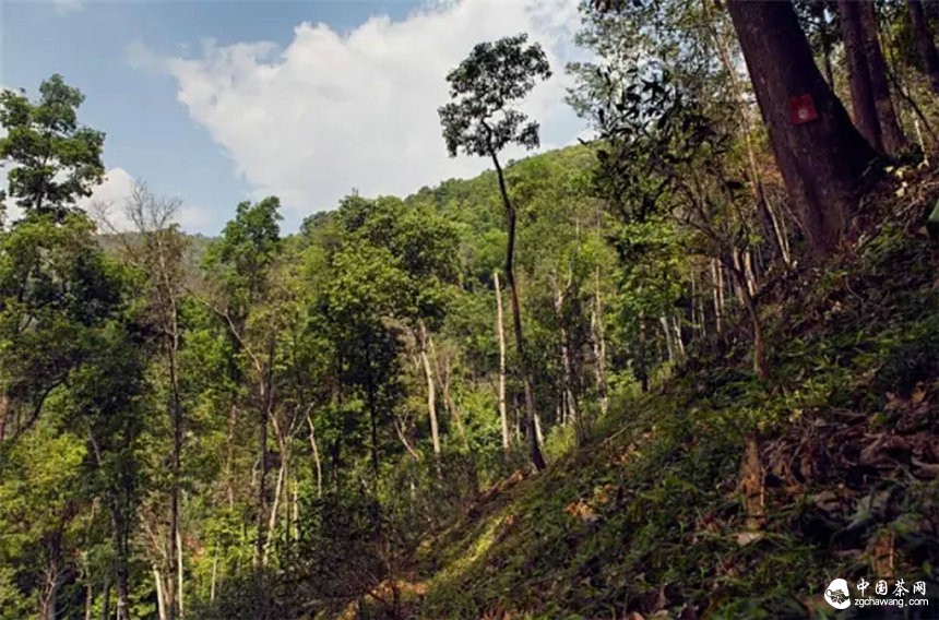 你認(rèn)為哪個(gè)山頭的普洱茶性價(jià)比最高？