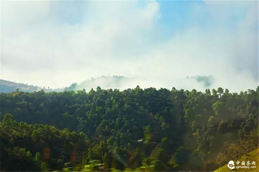 你認(rèn)為哪個(gè)山頭的普洱茶性價(jià)比最高？