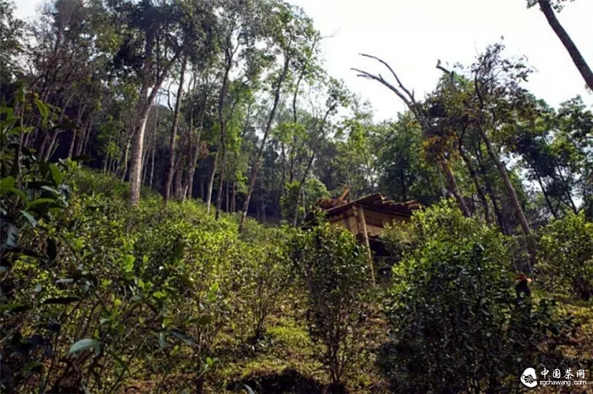 你認(rèn)為哪個(gè)山頭的普洱茶性價(jià)比最高？