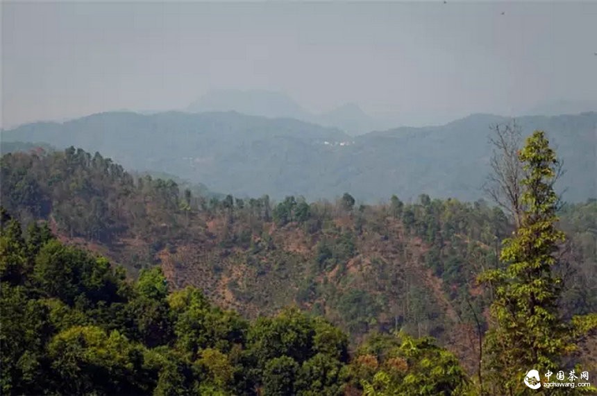 你認(rèn)為哪個(gè)山頭的普洱茶性價(jià)比最高？